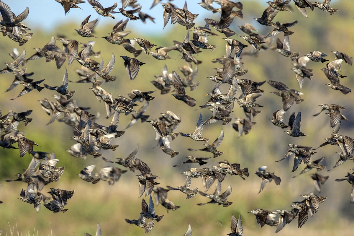 Starlings in flight over meadow