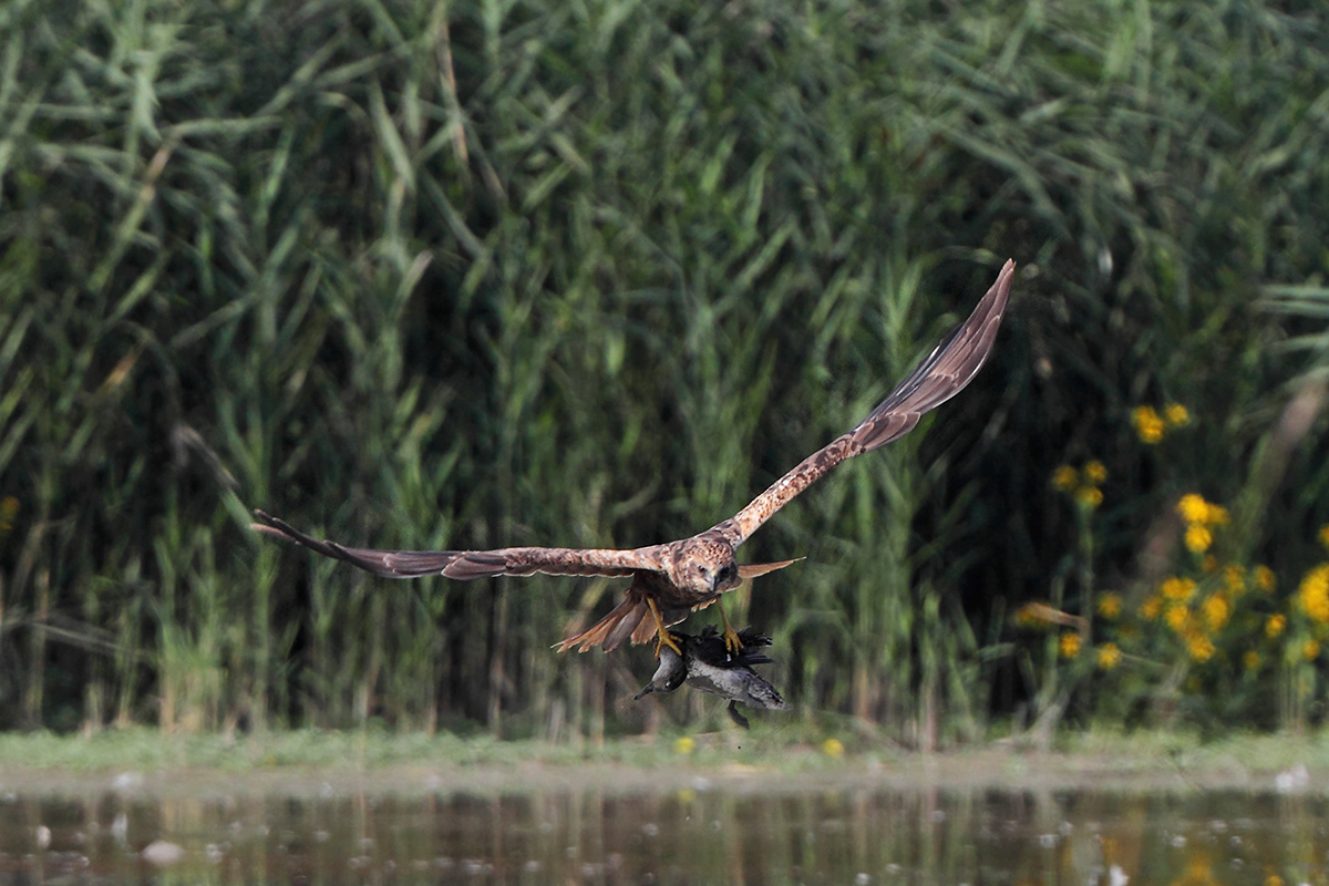 Falco di palude vs Anatra