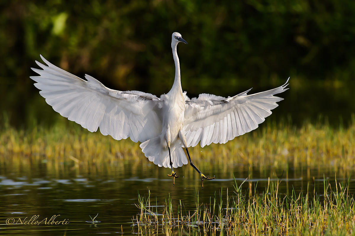 Garzetta in atterraggio !!