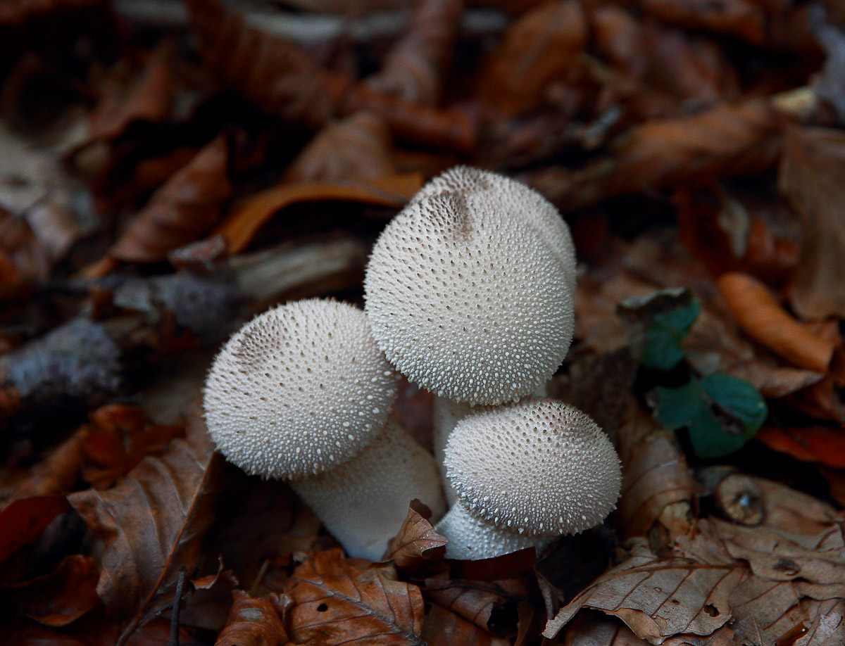 Puffball Lycoperdon-