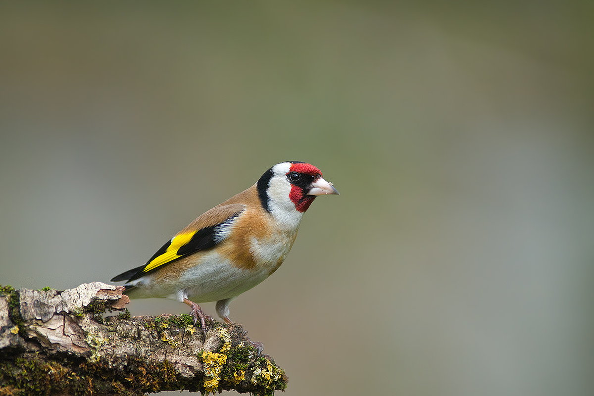 goldfinch