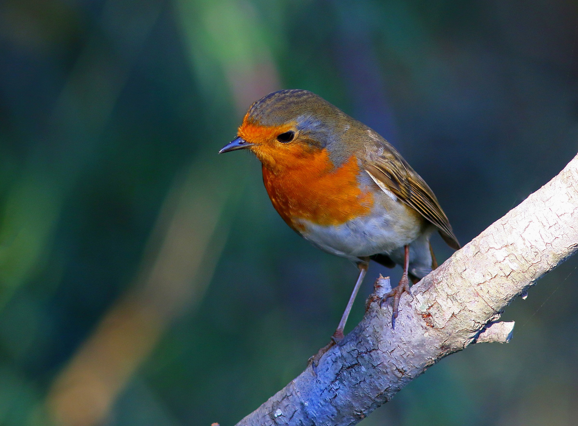 Robin
