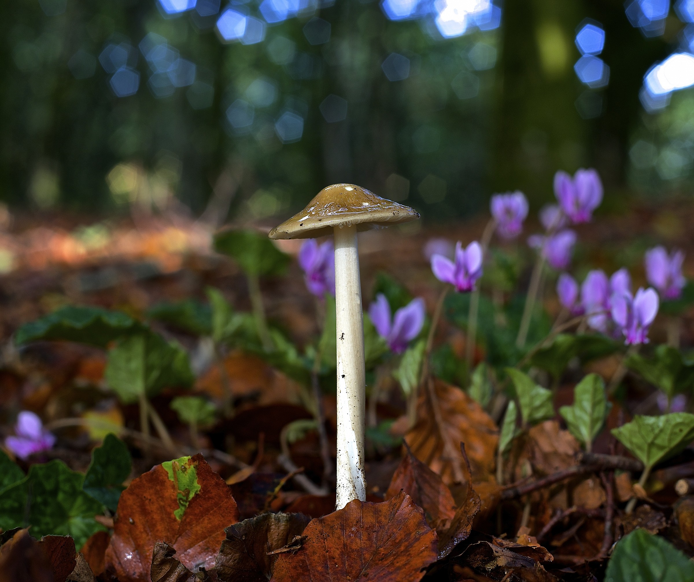 a ray of sunshine ..