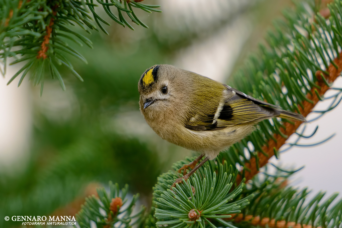 Regulus (Regulus regulus)