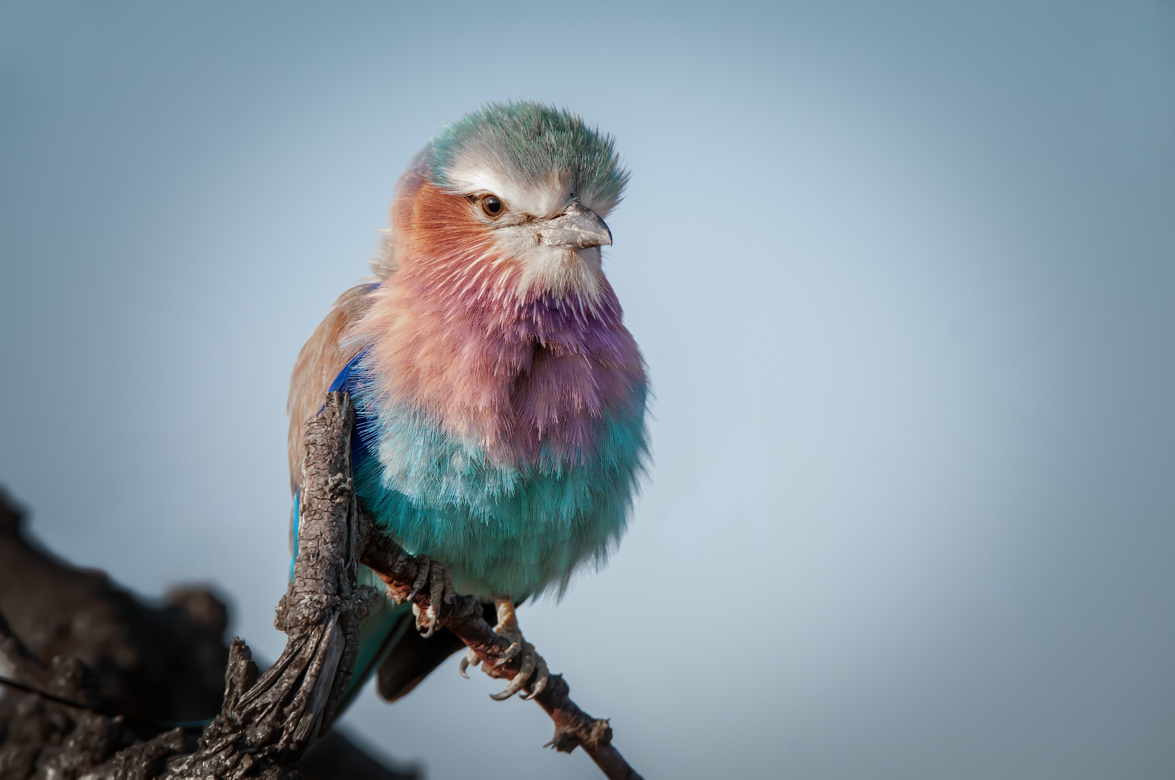 Lilac-Breasted Roller (Coracias caudatus)