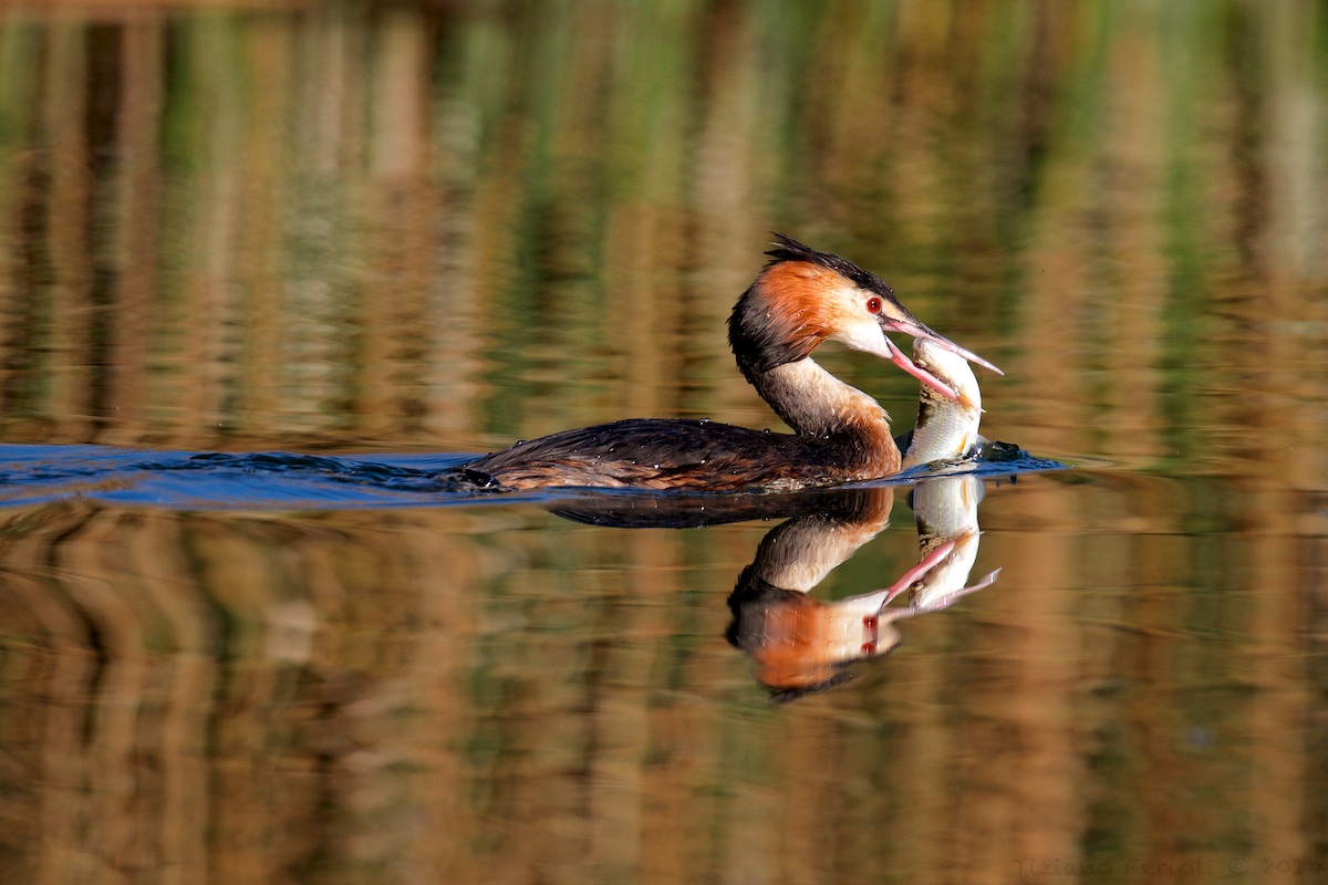 Grebe