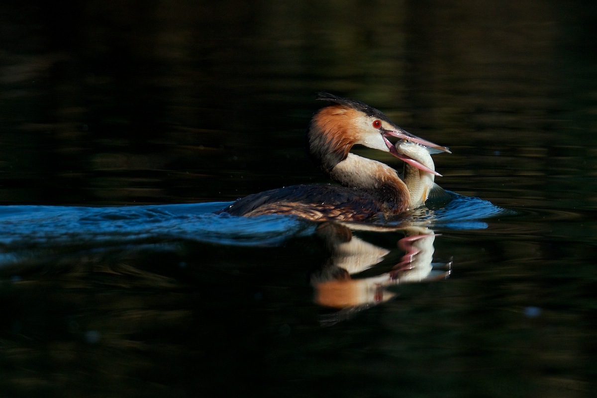Grebe