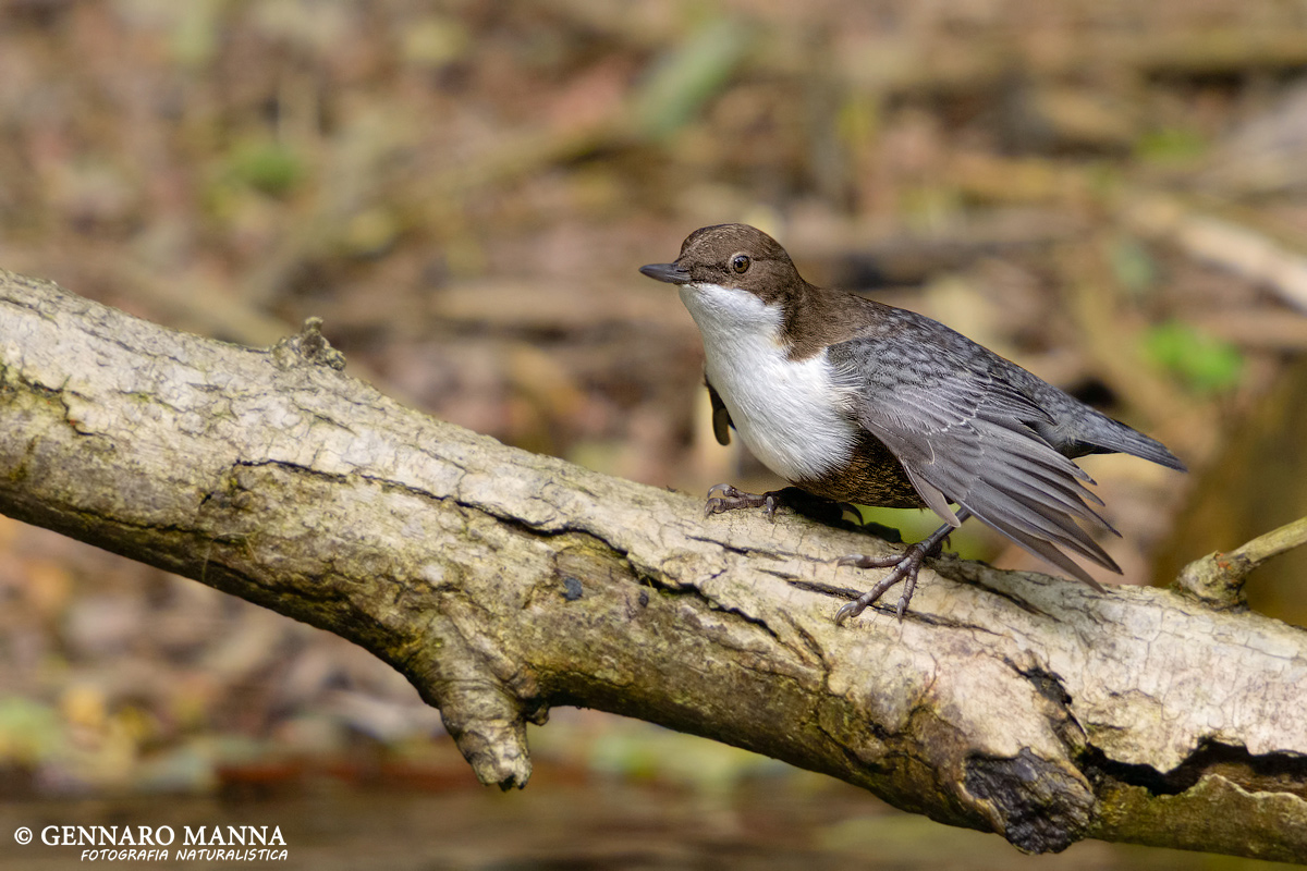 Dipper (Cinclus cinclus)