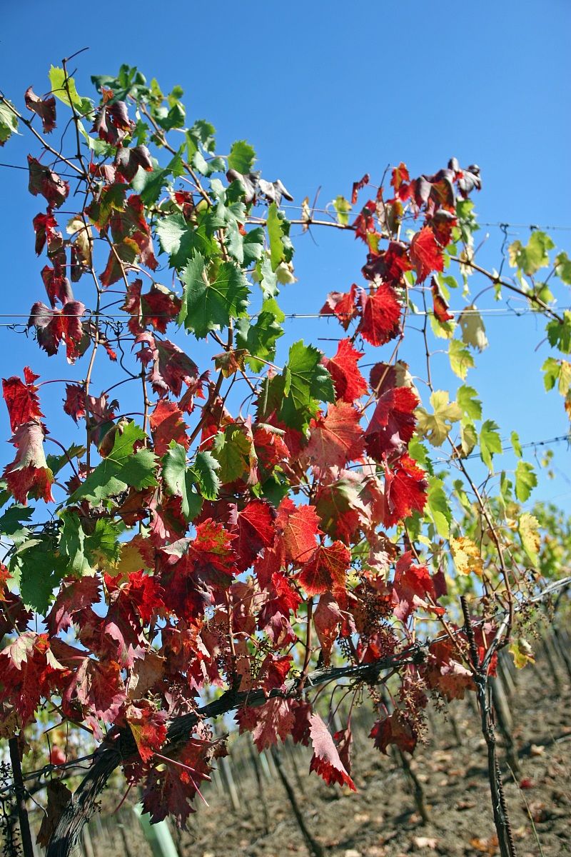 Il tricolore....toscano