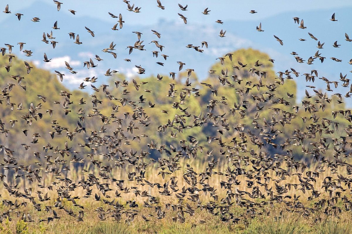 Storni in volo