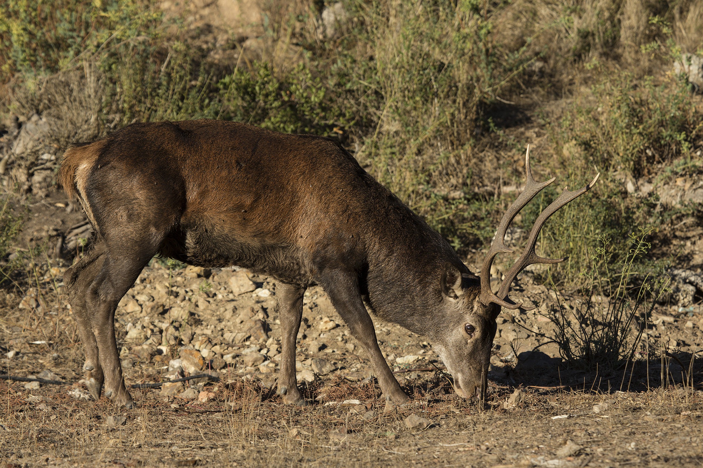 Sardinian deer