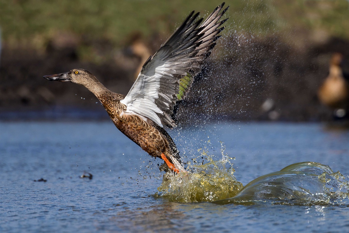 Shoveler - fledging