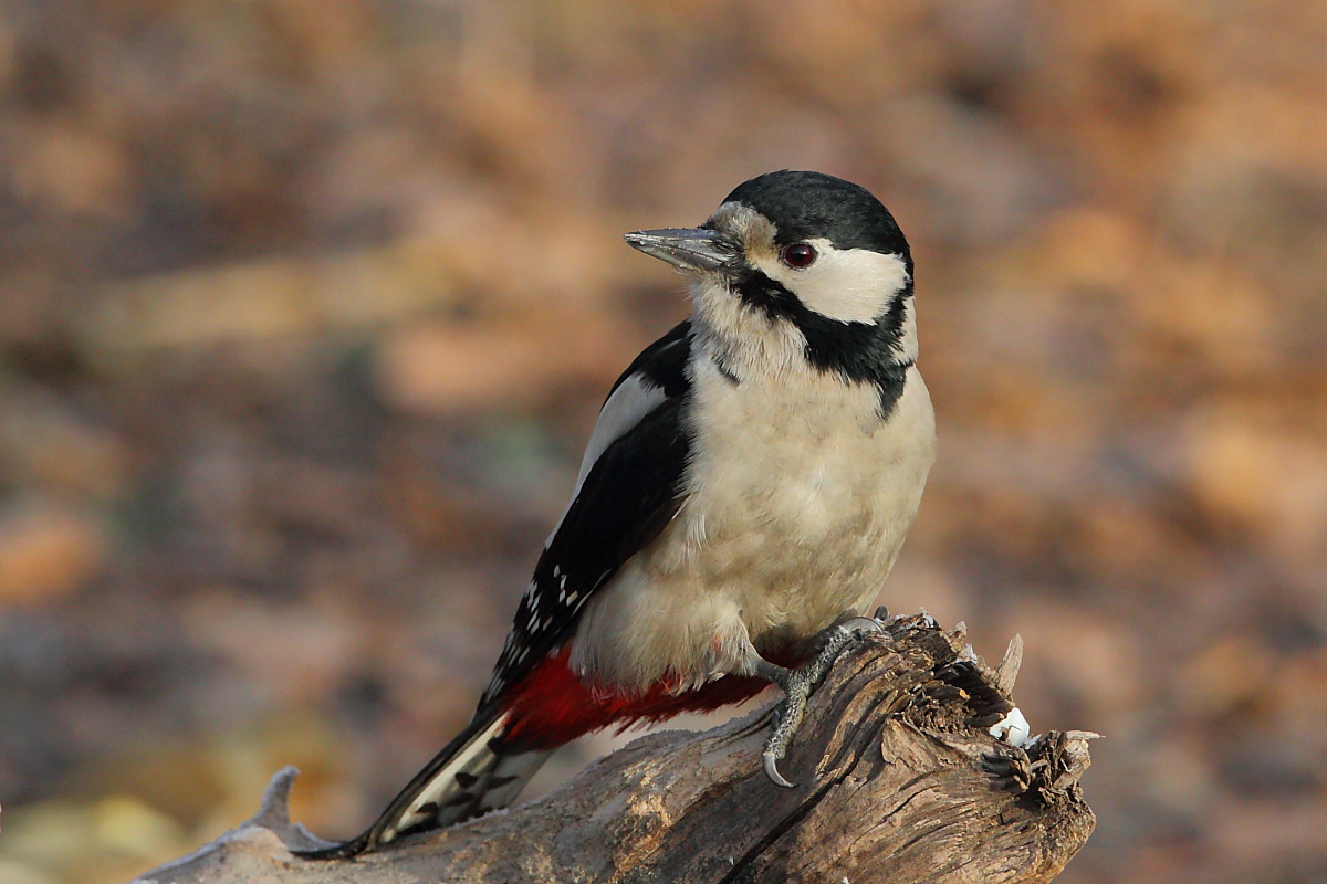 Picchio rosso maggiore f