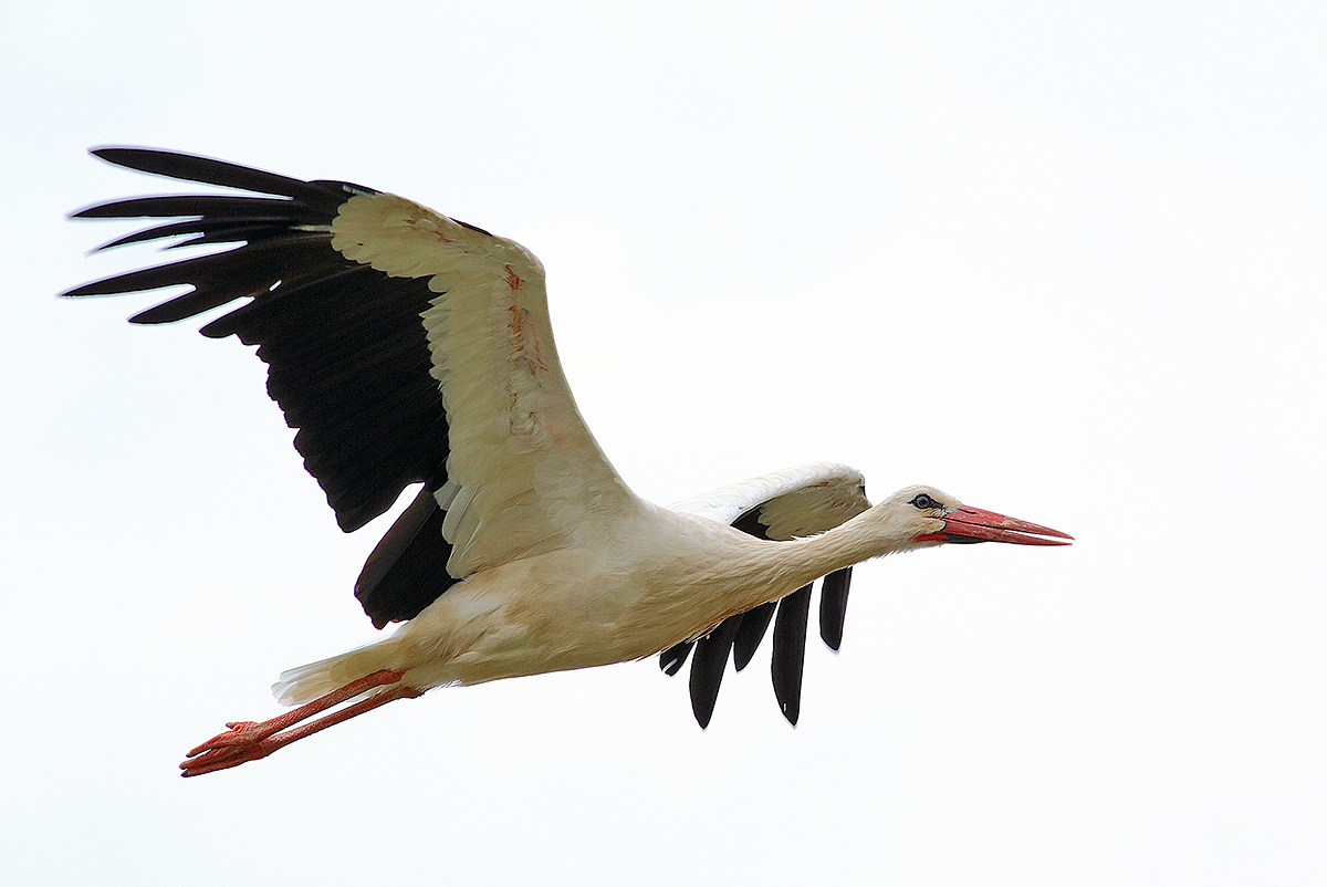 il volo della cicogna