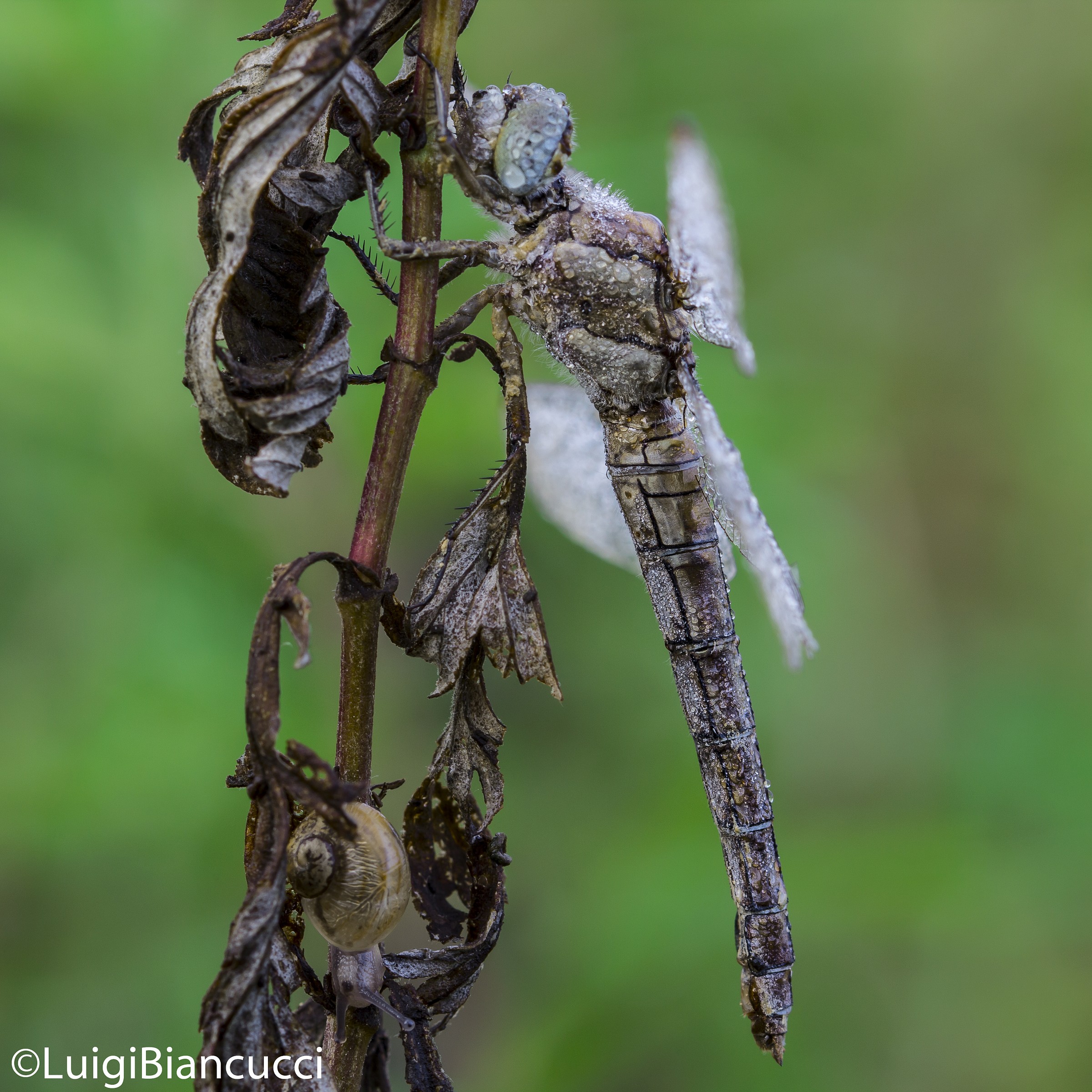 Libellula al mattino