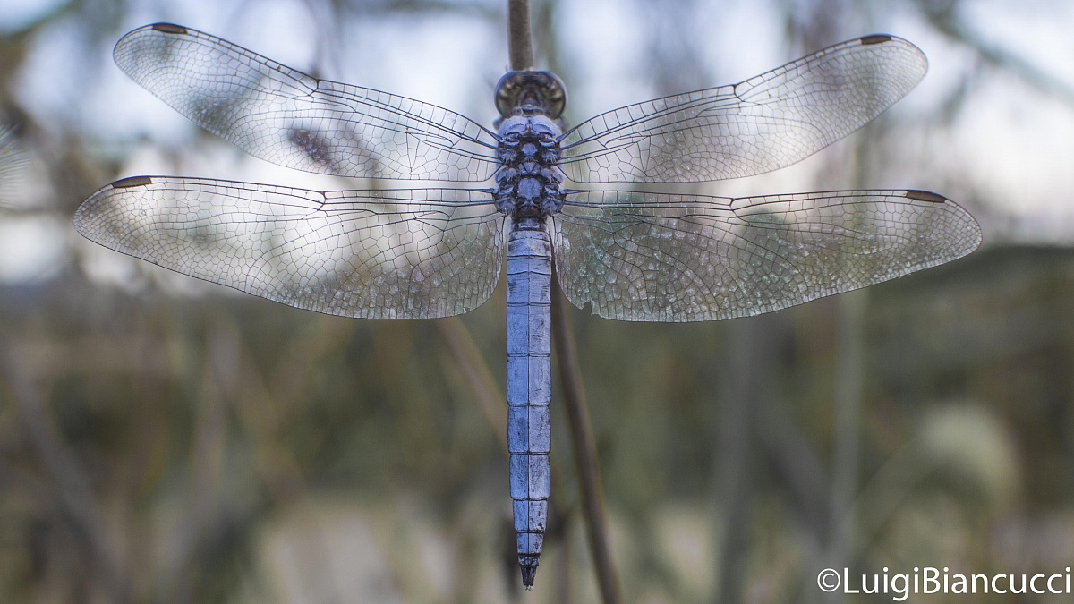 Libellula al tramonto