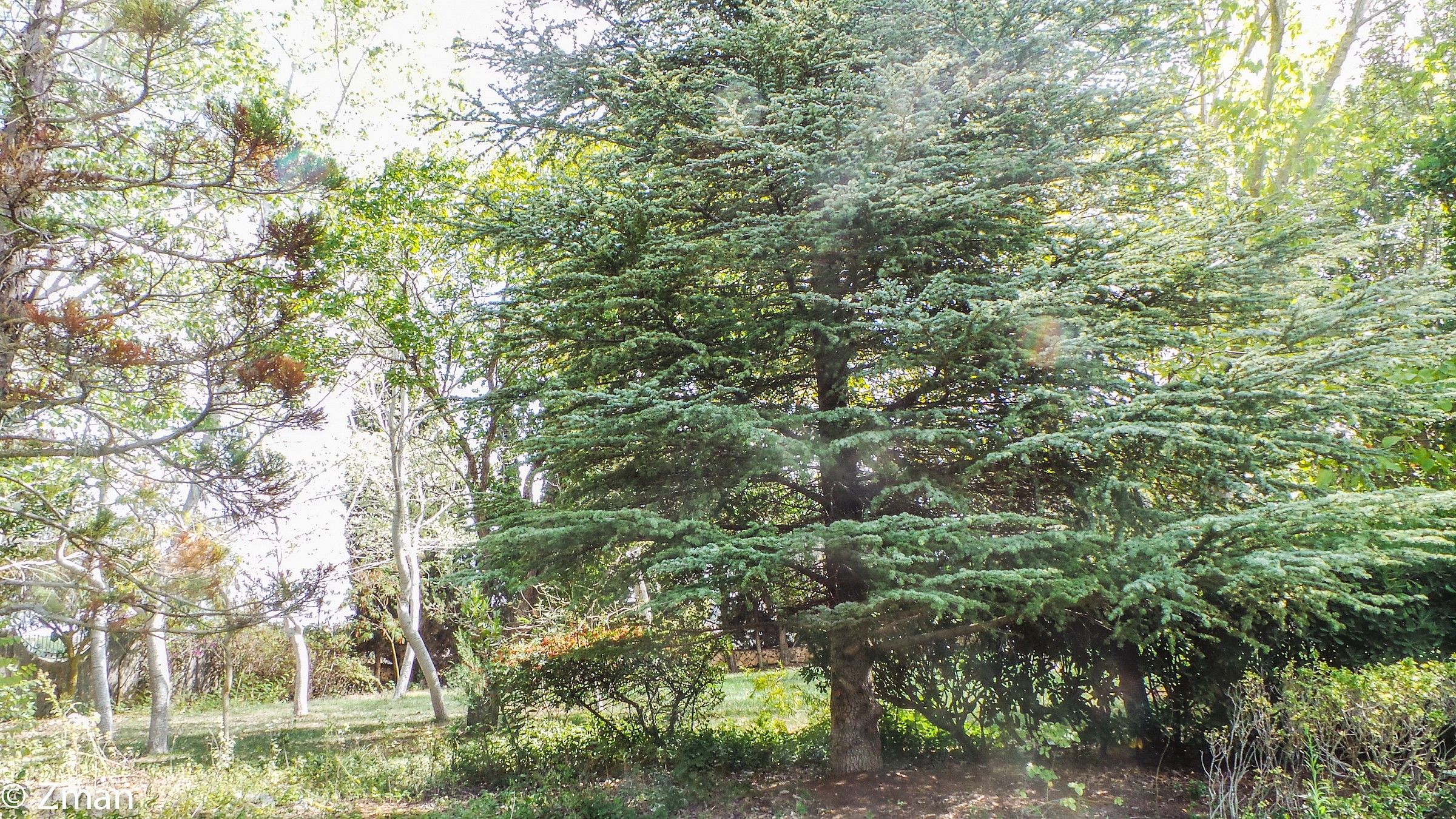 L'albero di cedro in A. Alamine Giardino