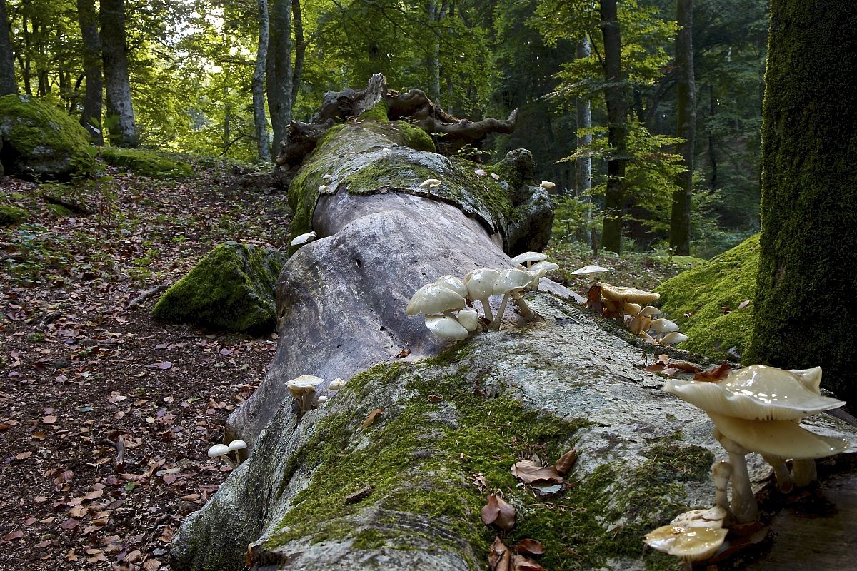 the path continues ..