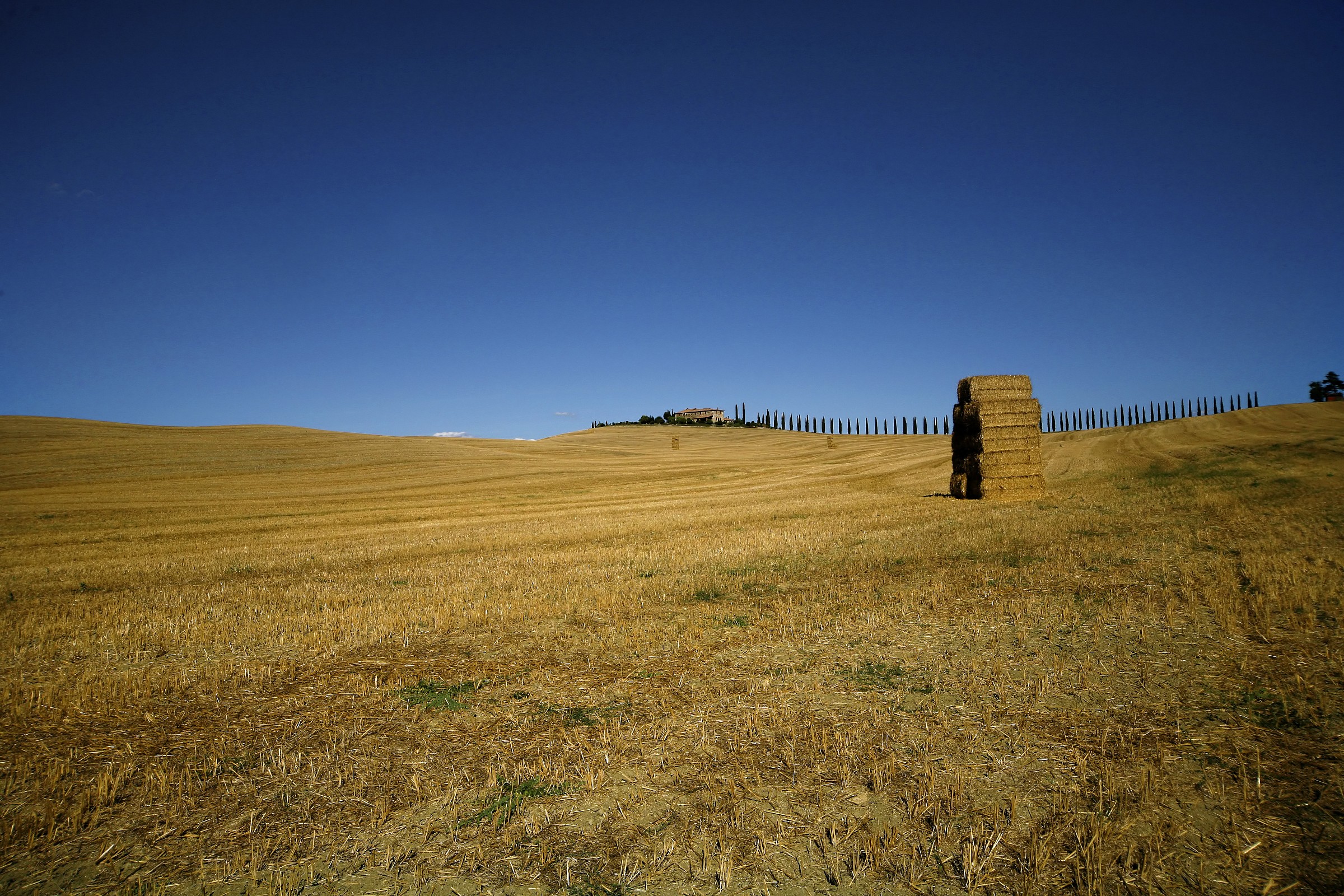 Wheat field in val d'Elsa
