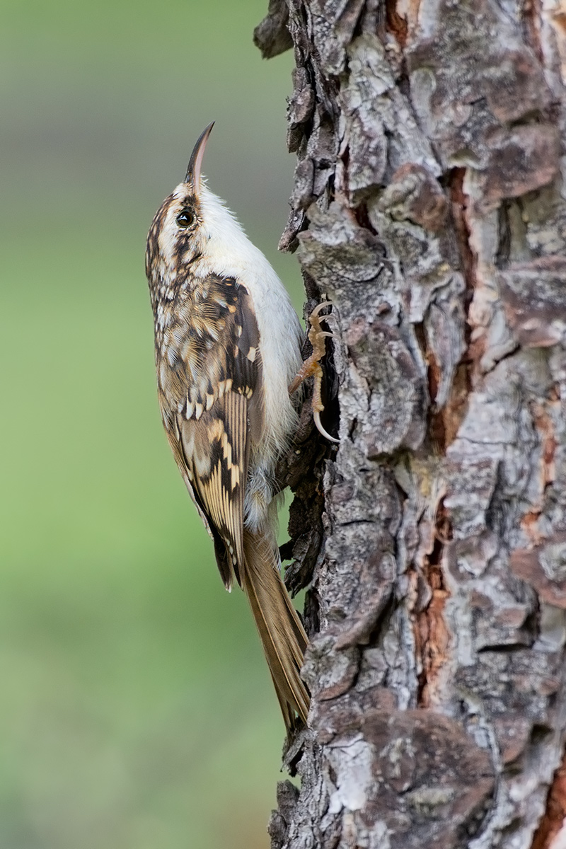 Treecreeper