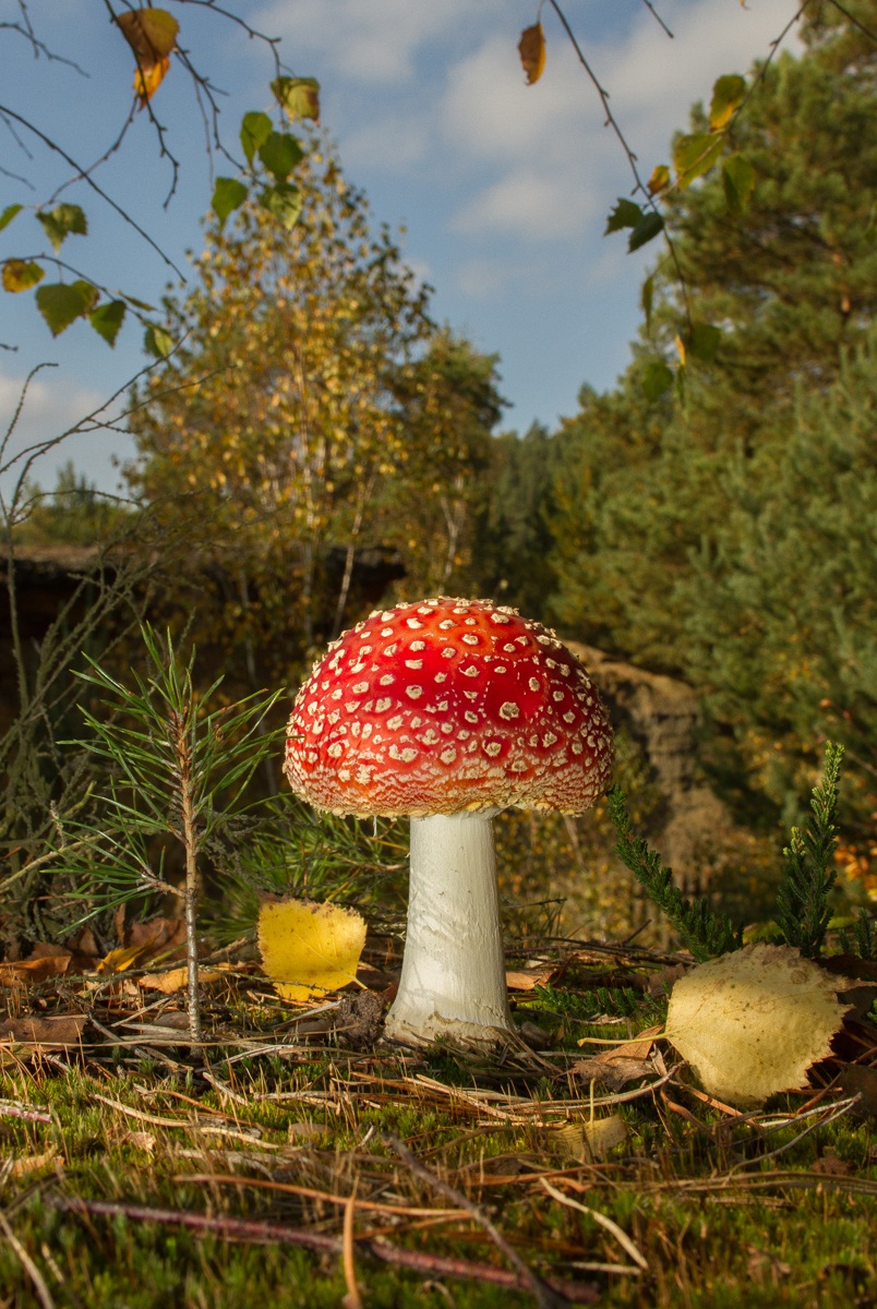 Amanita muscaria