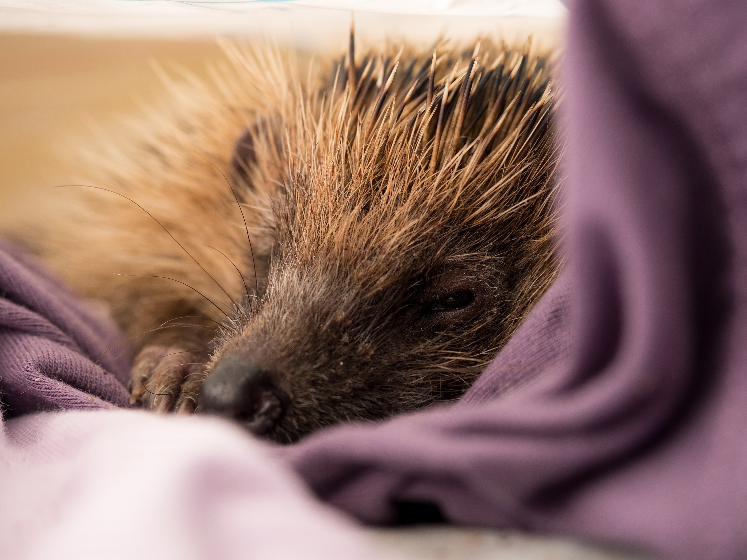 Riccio (almost) in hibernation