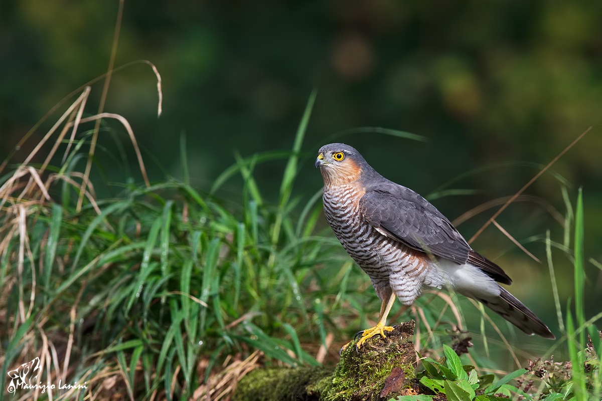 Maschio di sparviero