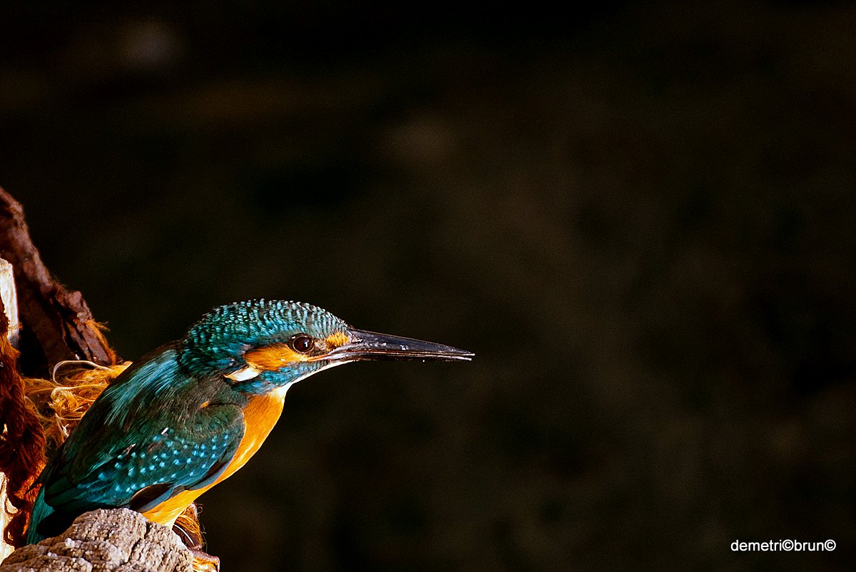 Kingfisher Reggio Calabria October 21, 2014 Nikon