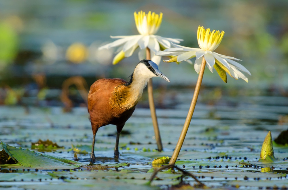 african jacana