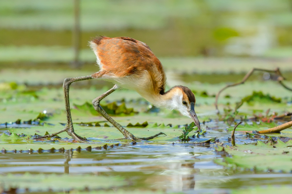 african jacana- chick