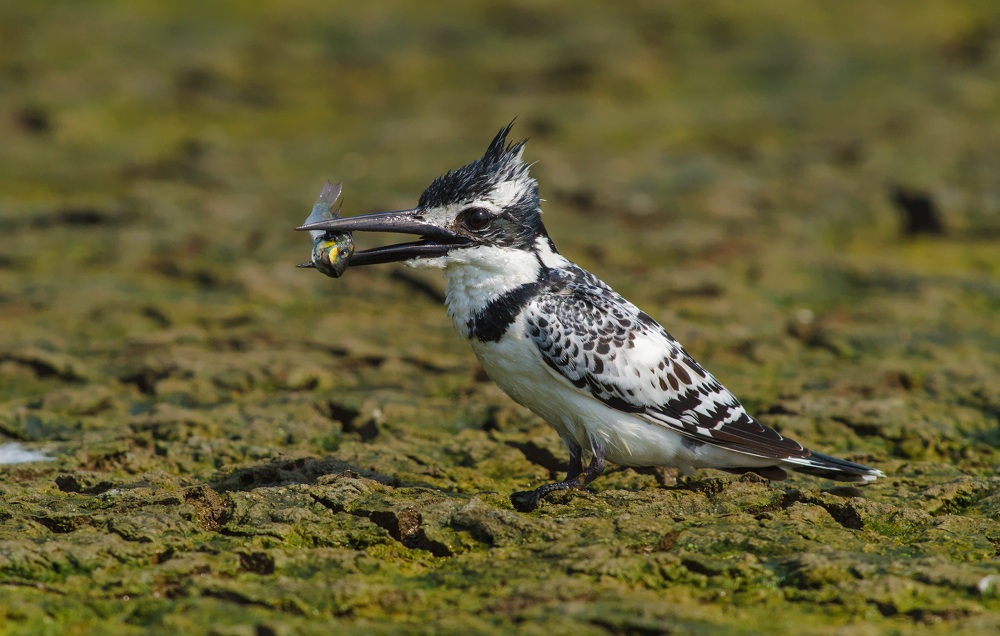 pied kingfisher