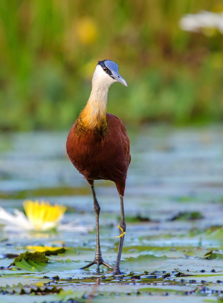 african jacana