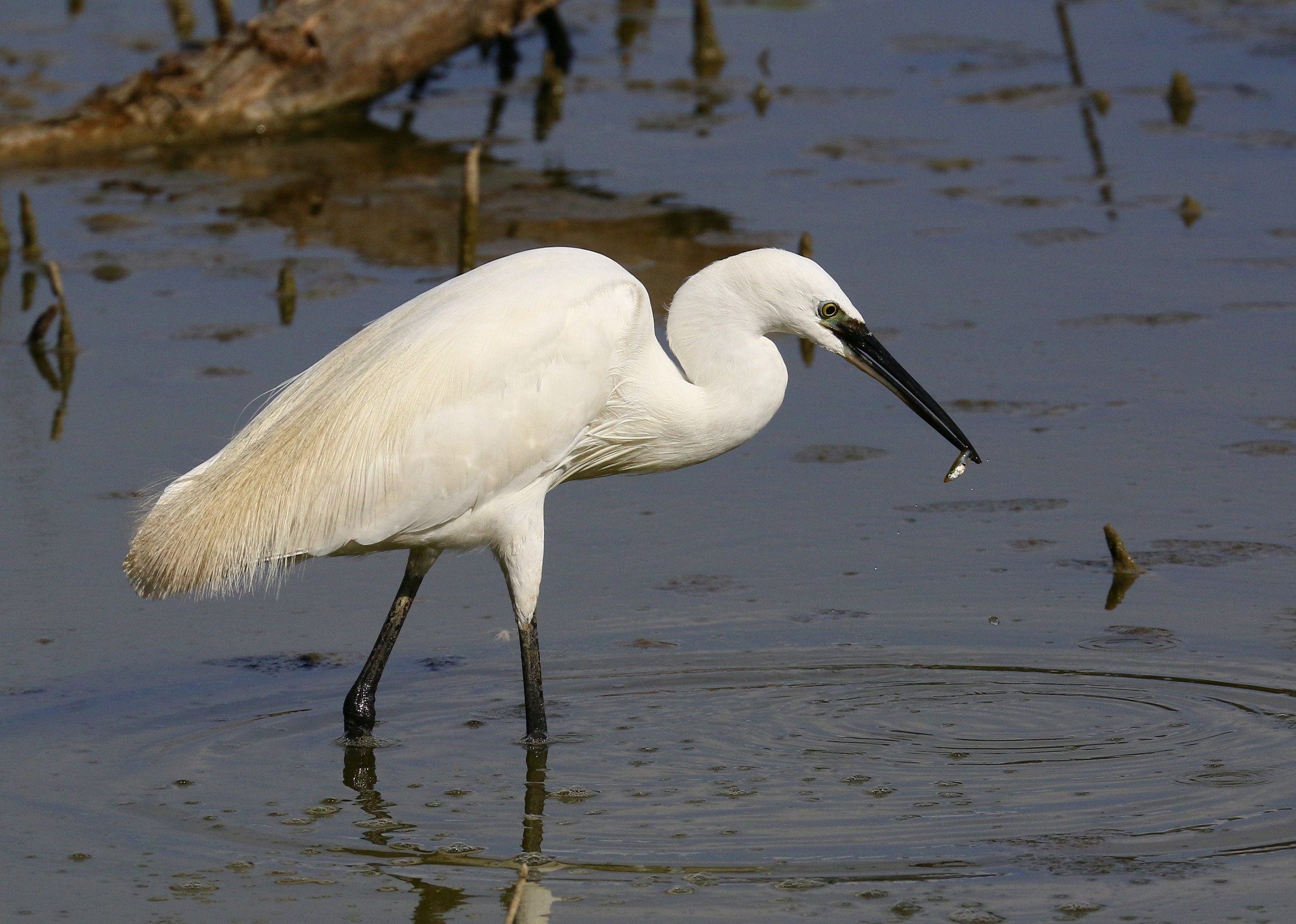 Little Egret Egretta