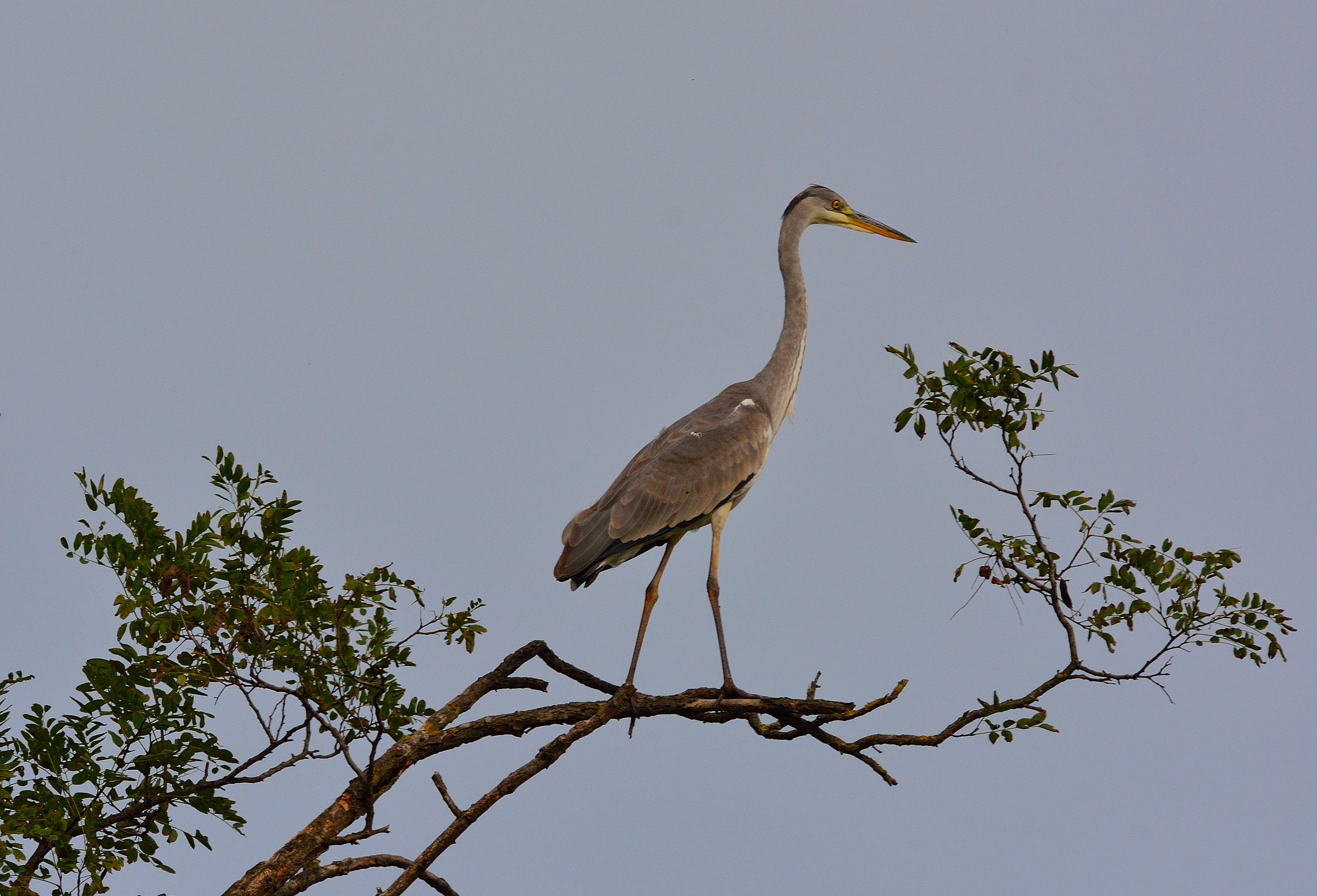 Ardea cinerea 2