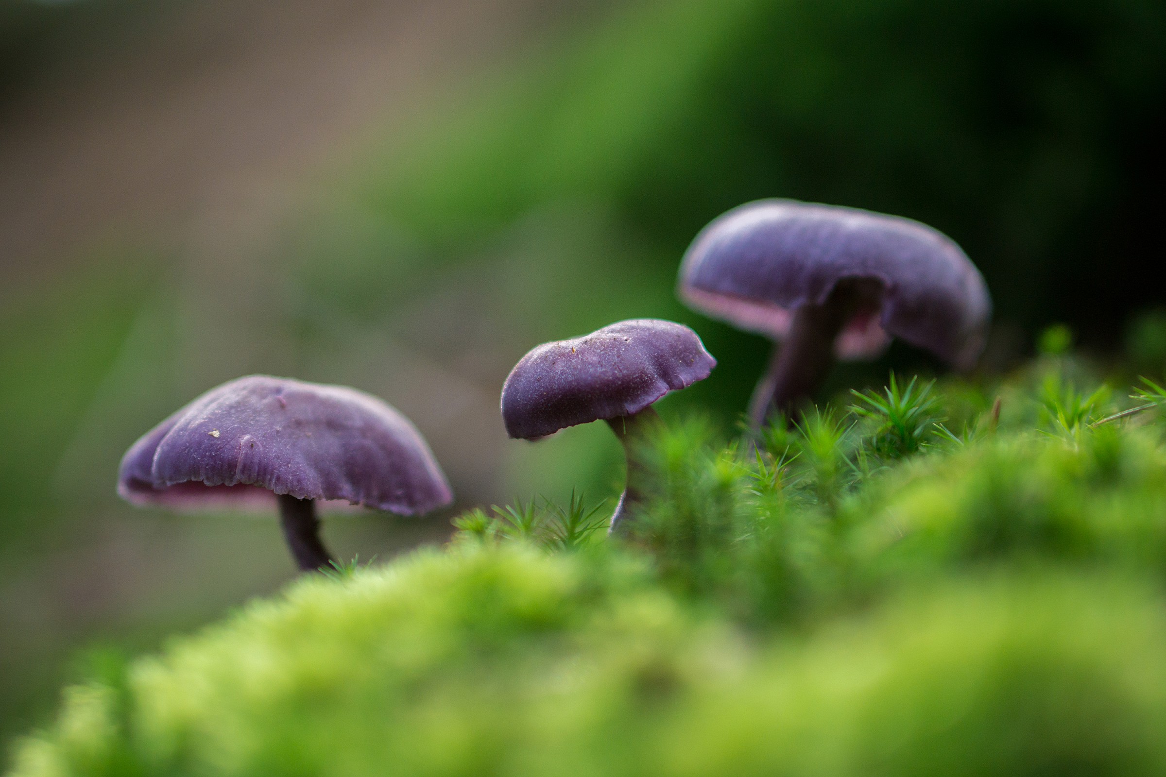 Violet mushrooms