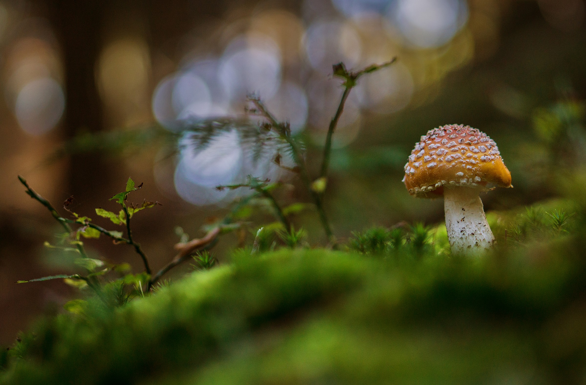 La muscaria e il mirtillo