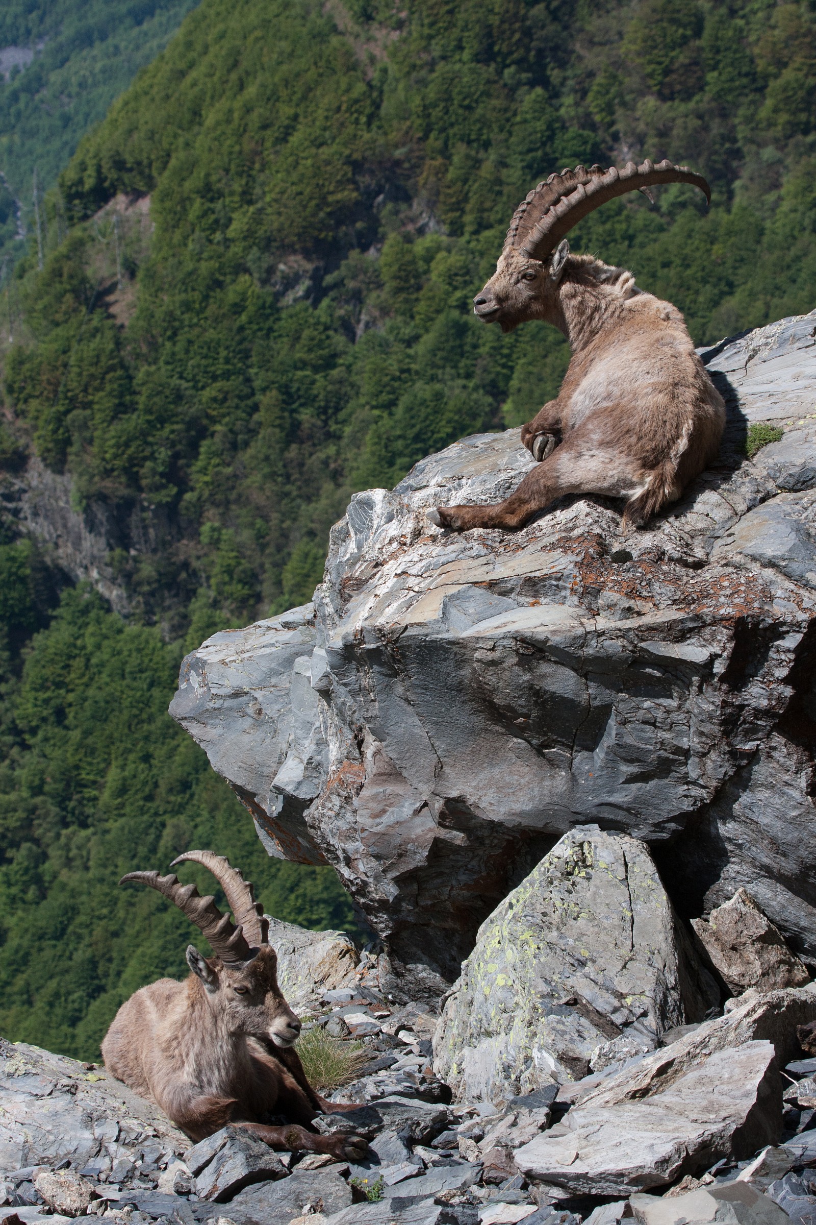 Stambecchi un vetrina