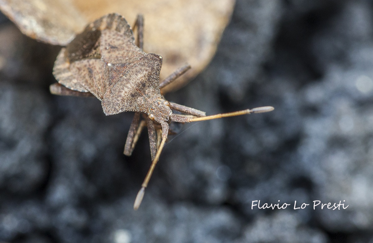 Emittero (Arenocoris waltli)