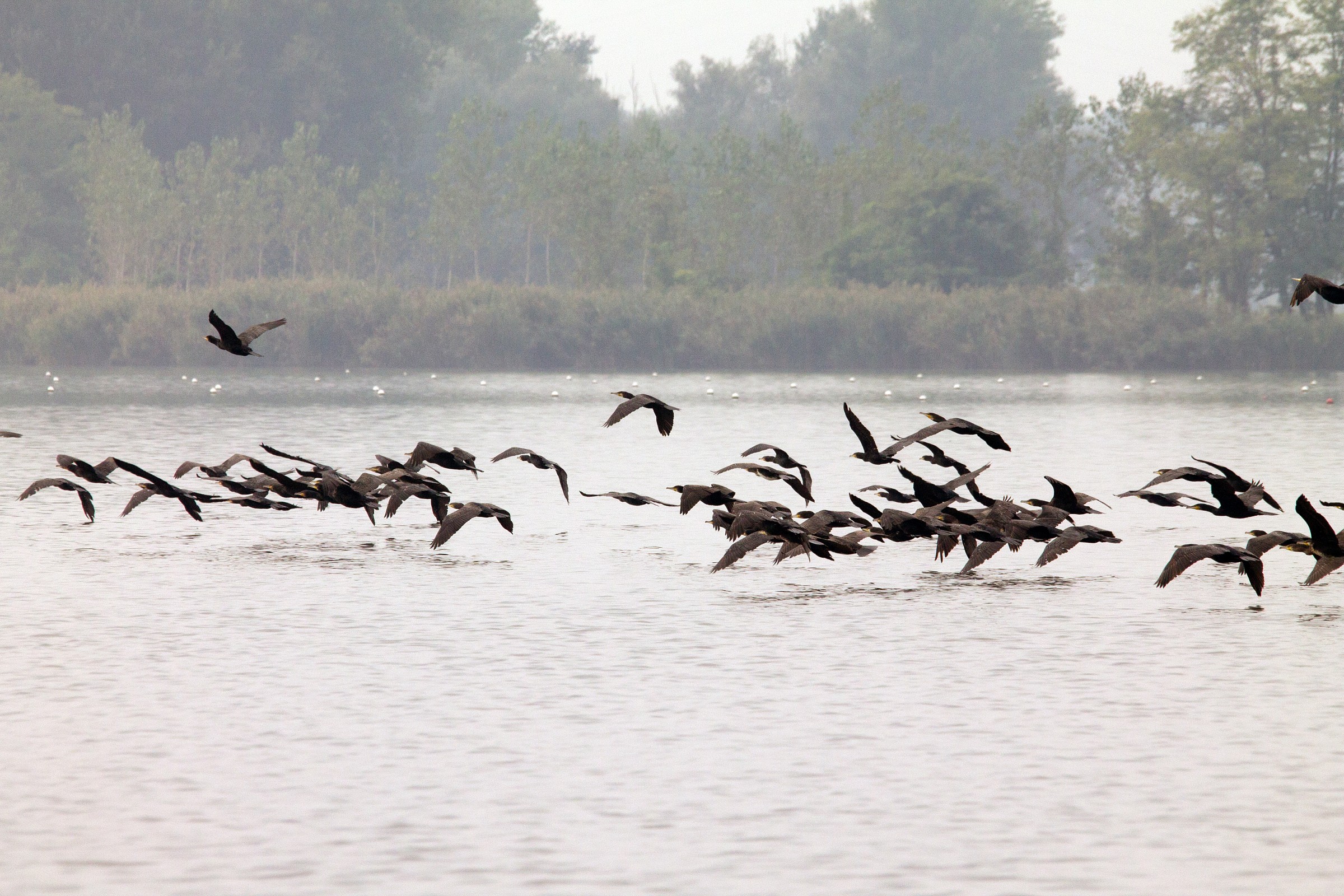 Stormo di cormorani