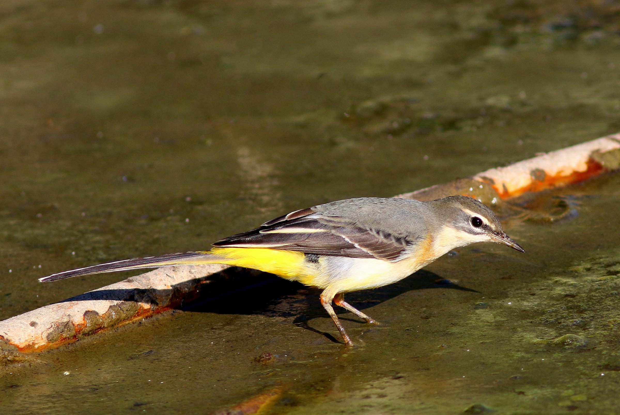 Yellow Wagtail