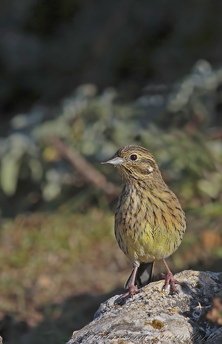 Zicolo nero  F (Emberiza cirlus)