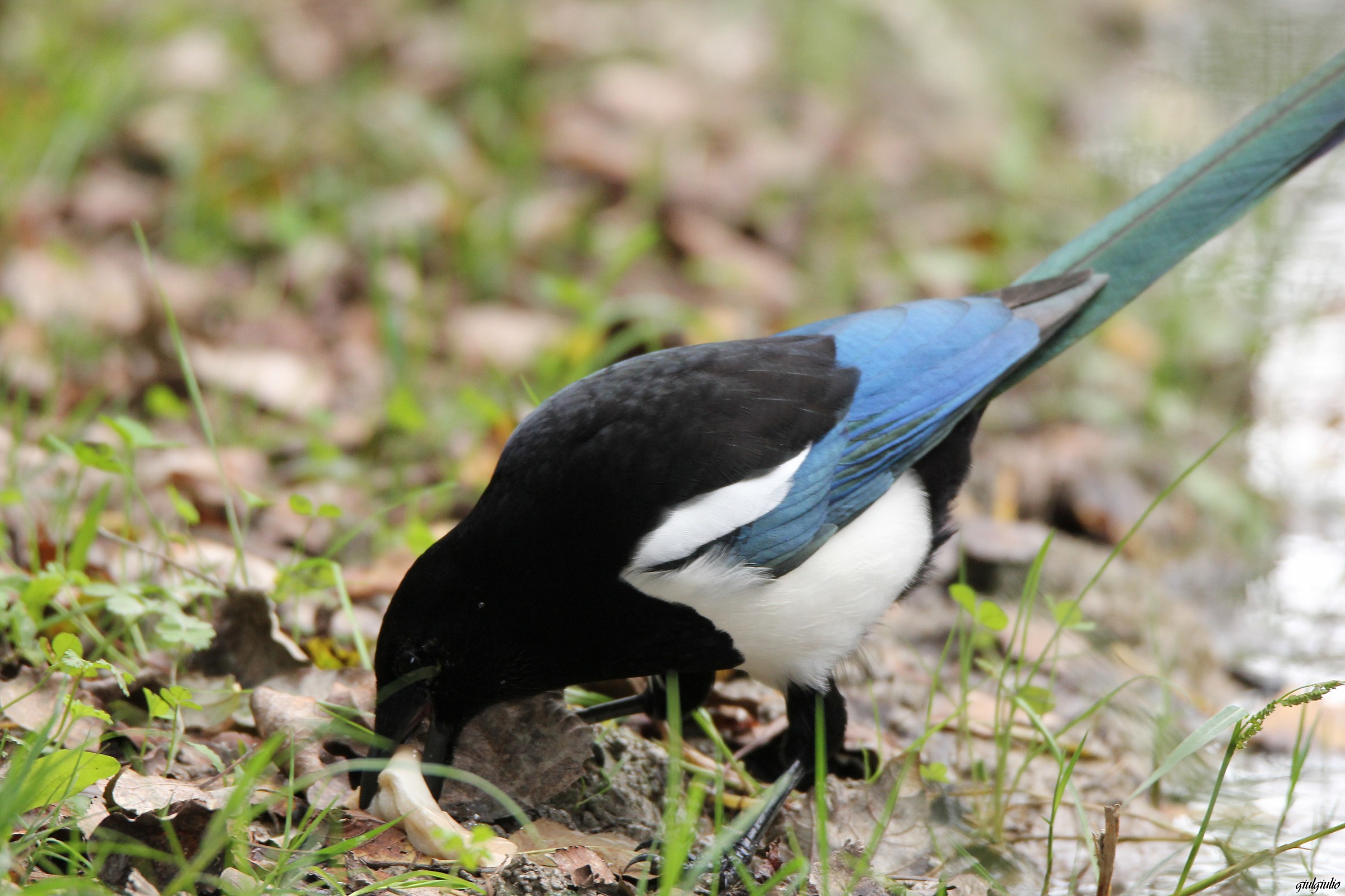 gazza ladra...di pane
