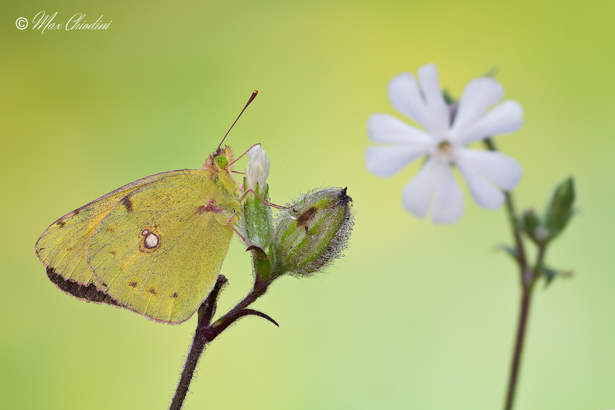 Colias dreamy