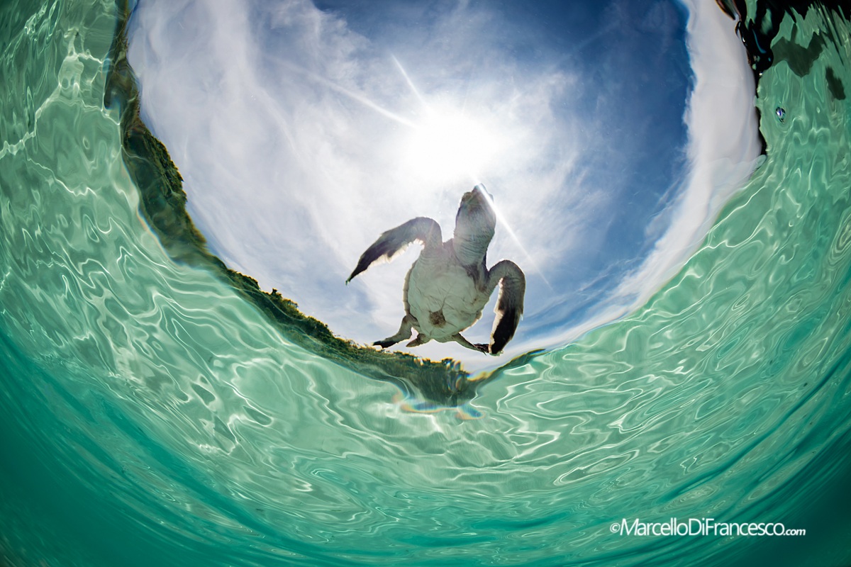 I Believe i can fly ...