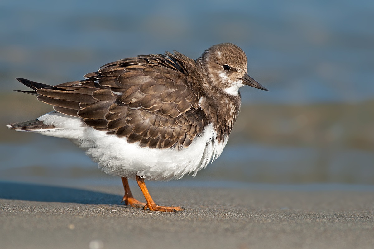 Turnstone