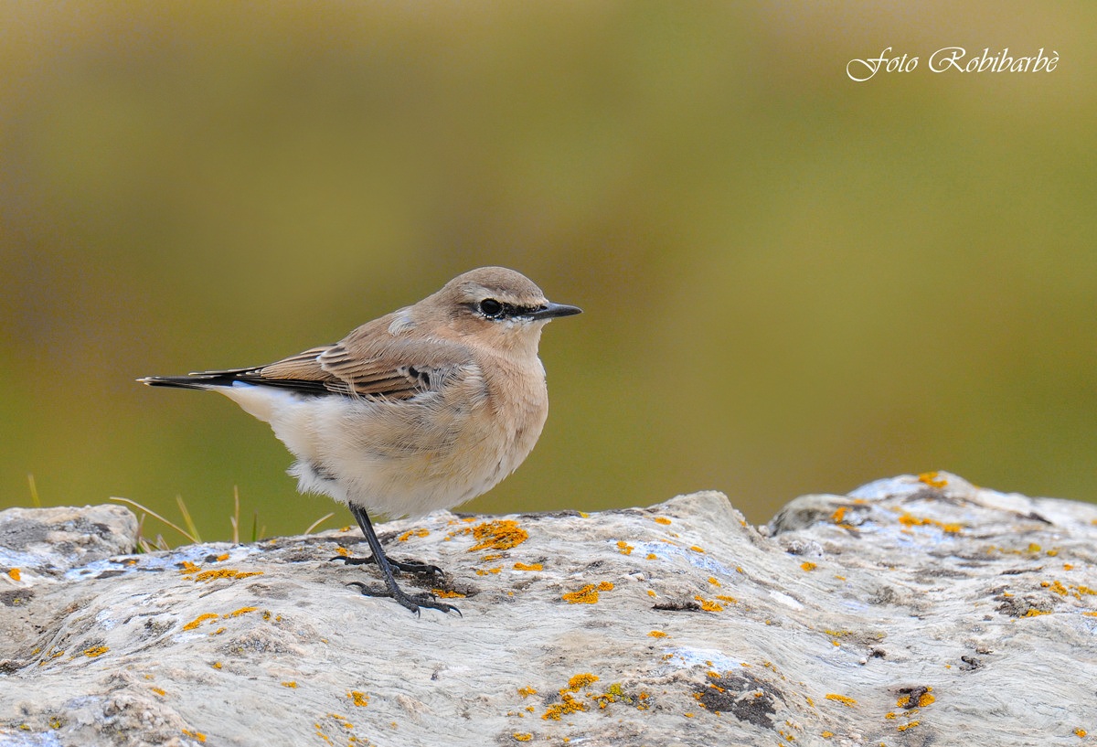 Culbianco in fiore.....juv...