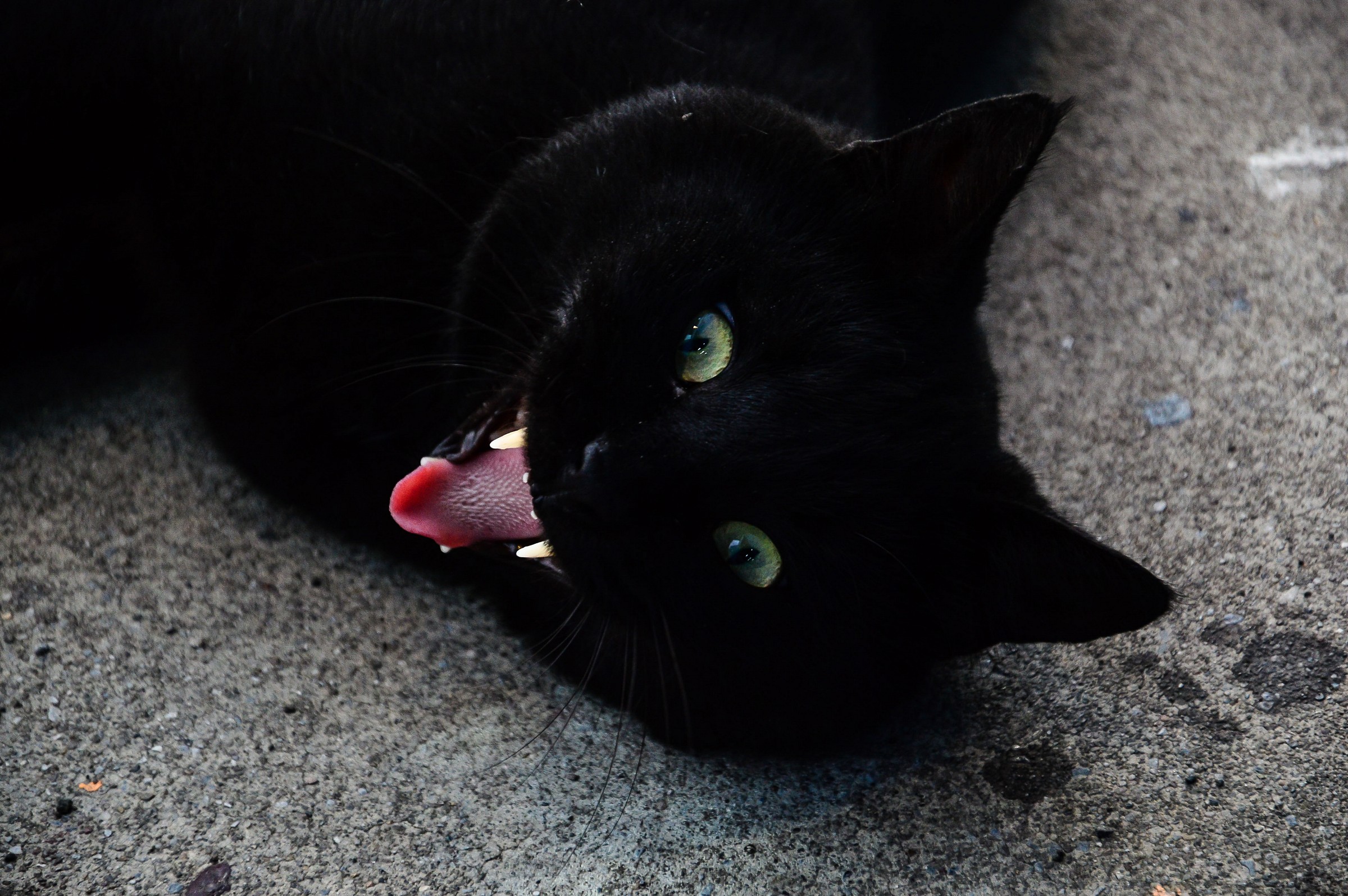 anche i gatti ridono