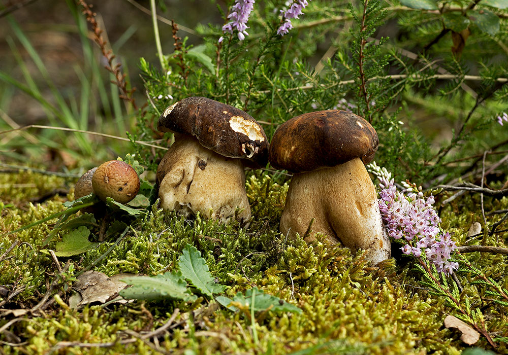 Boletus aereus