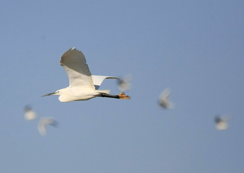 Egret