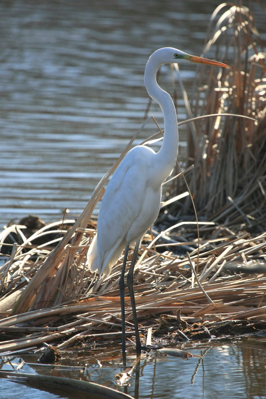 Great Egret